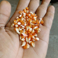JAGUNG KRISTAL PIPIL KECIL PAKAN MERPATI / DARA / AYAM