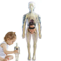 Visible Human Body Model 3D Human Body Model For Kids Soft Human Body Realistic Anatomy Doll Removable Organ Bone Ages 4
