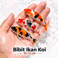 Bibit Ikan Koi 6–9 cm | Pilihan Jenis Kohaku Showa Sanke Shiro Utsuri Ogon Kabuto Platinum | Koi Seh