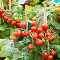 Dwarf tomato seeds Indoor four season balcony tomatoes Cherry Cherry seedlings fruit small tomato se