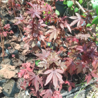 tanaman hias bonsai bunga red panama produk kedai Alam Rimba
