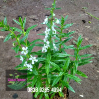 Lavender French / Tanaman lavender asli