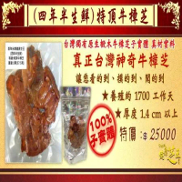 百年永續健康芝王 牛樟芝/菇 四年半特頂 生鮮品(37.5g /1兩)
