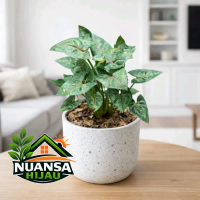 Tanaman hias indoor tanaman syngonium christmas syngonium mini indoor