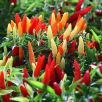 50 bibit benih cabe rawit setan  super pedas unggul F1 SNP GARDEN SEED