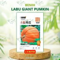 ± 5 BUTIR BENIH IMPORT LABU KUNING JUMBO / GIANT PUMKIN PUMPKIN KEMASAN PABRIK