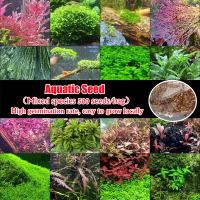 Good Quality (500pcs/bag) Natural Aquatic Plant Seeds for Sale Aquascaping Seed Aquatic Water Grass 