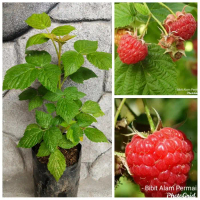 Bibit Tanaman Buah Raspberry Import bisa COD