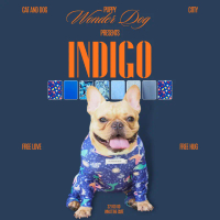ชุดเก็บขน wonder dog เสื้อสุนัข เสื้อแมว ชุดกันขนร่วงสุนัข ชุดสัตว์เลี้ยง โทนน้ำเงิน คําแนะนําผลิตภั