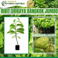 Bibit Srikaya Varietas Bangkok Jumbo Super Unggul Hasil Okulasi dan Cangkok Tanaman Tabulapot Cepat 