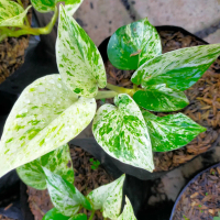 Epipremnum Marble Queen | Sirih Marble | Tanaman Hias