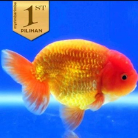 Baby Ranchu Ikan Hias Mas Koki Hiasan Aquarium Tanaman Air Aquascape -