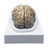 4D Master Human Brain Model Structure Assembled Anatomy Dimensional 1 Set