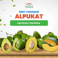 TRUBUS - TANAMNA BUAH ALPUKAT MIKI / ALIGATOR / MARKUS / KELUD Alpukat Aligator