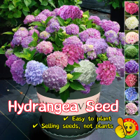 ปลูกง่าย ปลูกได้ทั่วไทย (50เมล็ด/ซอง) เมล็ดไฮเดรนเยีย Mixed Hydrangea Seeds for Planting Hydrangea F