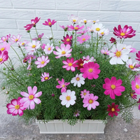 Color Cosmos Bonsai Seeds mixed color cosmos seeds 100 seeds (Mixed Cosmos Flower Seed) good quality