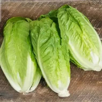 Romaine Lettuce / Selada Romaine