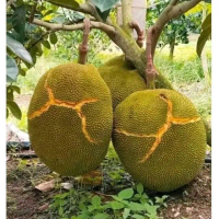 Bibit nangka thong ploy super jumbo