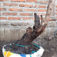 Tanaman Bonsai Klampis Arabika 40 CM BALURAN ALAM REAL PICT Kode 01292