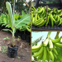 BIBIT TANAMAN BUAH PISANG TANDUK SUPER UNGGUL Hijau Kuning