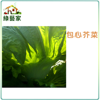 【綠藝家】大包裝A26.包心芥菜種子30克 (長年菜)