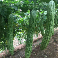 10 HẠT GIỐNG MƯỚP ĐẮNG SIÊU DÀI FUTABA