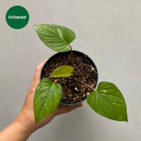 Tanaman Hias Homalomena Thai Constellation / Homalomena Stardust Variegata Pink / Homalomena Stardus