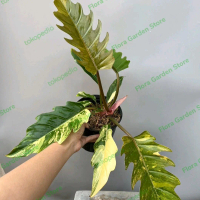 Tanaman Hias Philodendron Caramel Marbel - Philodendron Ring Of Fire