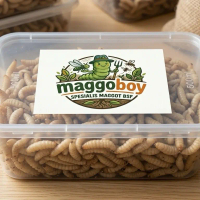 Maggot Fresh Umpan Pancing Gacor Anti Boncos 200gr
