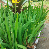 Tanaman Airis Bunga Kuning Pagar