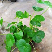 bibit antanan pegagan sawah