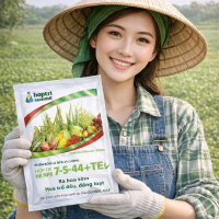 10 gói 7544 TE HỢP TRÍ gói 250g, Ra hoa sớm, ra hoa đều, ra hoa đòng loạt, vô gạo nhanh, chín tới cậ