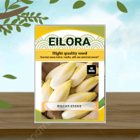 50 BUTIR BIJI/BENIH BELGIAN ENDIVE