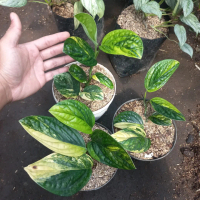 monstera karstenianum varigata / sirih badak variegata