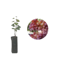 Bibit Anggur Import Jupiter Artificial