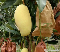 芒果套袋專用袋云南包果袋雙層紙袋防蟲防鳥袋水果套袋果樹芒果樹【摩可美家】
