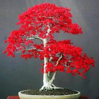 cuurekon 20Pcs Red Maple Tree Seeds Palmatum Plant Bonsai Home Garden Yard Decor