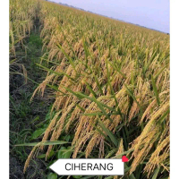 BENIH BIBIT PADI CIHERANG SS 1KG