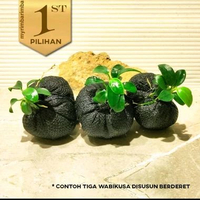 Anubias Petite Wabikusa Tanaman Air Aquascape Hiasan Aquarium Ikan Hias