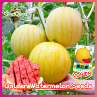 100% Original 20pcs Golden Boy Yellow Watermelon Seeds - High Yield Sweet Gold Watermelon Seeds Yell
