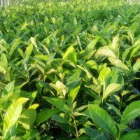 Salam Bibit Tanaman Pohon Daun Salam
