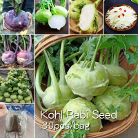 ปลูกง่าย ปลูกได้ทั้งปี 80เมล็ด Kohl Rabi Seed Vegetable Seeds  เมล็ดพันธุ์ถั่วพู เมล็ดพันธุ์ผัก ผักอ