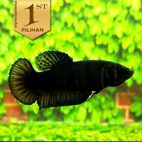 Cupang Halfmoon Full Black Betina Ikan Hias Air Tawar Hiasan Aquarium Tanaman Aquascape