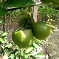 Bibit jeruk pamelo Madu okulasi terlaris