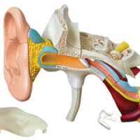 Ear Canal 4d Assembling Toy Perspective Bone Anatomy Model Transparent Skeleton Model