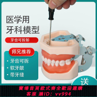 {公司貨 最低價}牙科備牙模型 口腔離體牙根管粒醫考教學橡皮障 樹脂牙齒練習道具