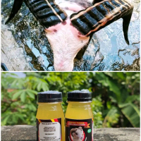 Penyubur Tanduk Domba Garut 30ml