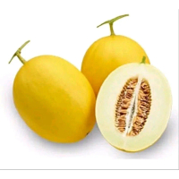 benih/biji melon golden melindo (20 butir)