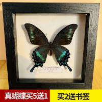 蝴蝶標本蝴蝶標本原蝶木框畫框工藝品擺件展示柜昆蟲標本真蝴蝶