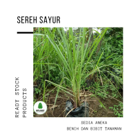 Tanaman Sereh Sayur Bumbu Masak - Bibit Serai Pohon - Sudah Berakar